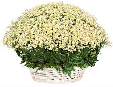 Цветочная композиция из Ромашки в корзине #REPLACE_PRED# Орловском Ростовской области